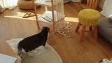 喵星人：主人给我买的玩具真好玩