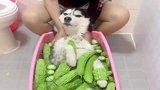 二哈终于爱洗澡了，就是有点费苦瓜……