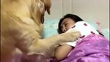 萌宠：金毛害怕打雷向女主撒娇，不料女主却给自个化妆，结尾亮了