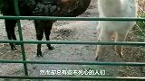 羊驼第一次见大肥猪，非要骑在它身上，羊驼-这坐骑舒服！