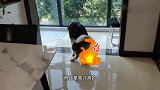 二哈拉完臭臭开心得像过年一样，疯狂转圈圈，真是个傻狗