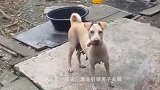 流浪猫趴在柜台上要吃的，光头大叔一个动作，获得网友疯狂点赞