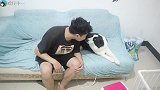 边牧被主人亲的反应，二哈被主人亲的反应，差距一目了然！