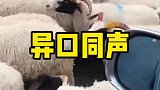 路过羊群听老哥的叫声，我差点都分不清，谁是谁