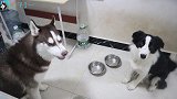 主人测试狗狗嗅觉，让二哈和边牧比赛猜食物，看看谁赢了？