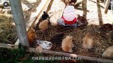 农妇家的母鸡5年不下蛋，剖开肚子之后，转手赚了230万
