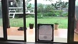 铲屎官给狗子专门开了个小门，柴犬：谁还不会推门了！