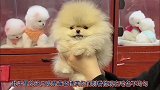 就这小家伙谁见谁不喜欢呢，精灵款茶杯犬，是不是特别可爱呢