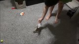 女子探险捡到“小野猫”，不料越长越偏离猫，兽医看后哈哈大笑！