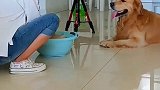 金毛给女主拿来板凳，怕女主洗衣太辛苦，真体贴