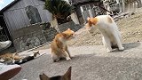 两只流浪猫互相看不顺眼，吵了半天瞬间出手，一招定胜负