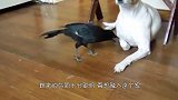 家里新来了一只乌鸦，为了融入这个家，竟然主动给猫咪狗狗喂饭！