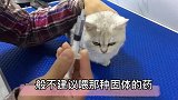 冬季流感频发，掌握要领，轻松给猫主子喂药