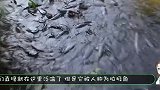 鲶鱼藏在水草下张着大嘴，小鱼纷纷中招，这把男子乐坏了