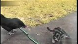 家庭滑稽录像-小猫斗鸡鸡