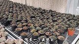 英子基地配货，带大家看几种上色的肉肉，太美了