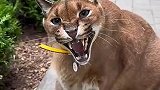 捡到一只流浪猫,这是什么品种