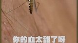 蚊子不会区分人的血型！