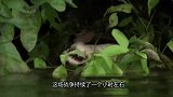 凯门鳄遭巨水獭袭击，几个回合就被杀，一世英名尽毁！