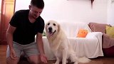 铲屎官和金毛玩握手游戏，没完没了，累得金毛躺在地上不想动了