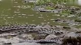 世界上最凶残的淡水鱼，鳄鱼见了它撒腿就跑，堪称加强版食人鱼