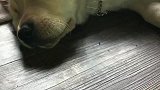 大狗要睡觉，主人还不让睡，看着就十分滑稽！