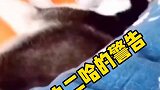 来自一只狗狗的威胁
