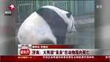济南大熊猫泉泉在动物园内死亡 死因待确认-7月25日