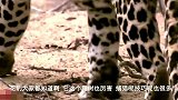 小疣猪从豹子狩猎中逃脱，并与母亲一起返回-豹子狩猎失败