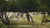 因为地盘野犬群大打出手，一方背井离乡，她俩居然是母女关系！