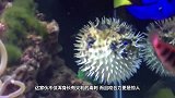 男子趁着河豚吸气时，给它抽了一根烟，整只河豚都不好了