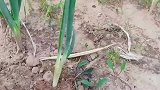 农民大哥居然用这样的方式拔葱，第一次见