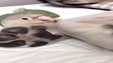 鹦鹉：狗哥你有话直说，伸舌头我就有点慌了