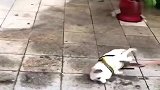 开始巴哥很霸气，被猫一掌打回原形，戏精！