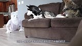主人扮演大猫吓唬猫咪，猫咪直接炸毛了，镜头拍下全过程！