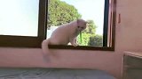 猫咪你叼跟绳子站在窗台上，是想钓鱼吗
