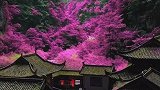 真正的世外桃源，位于重庆市武隆仙女山，免费住一年你们敢吗？