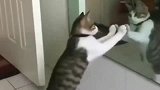狸花猫：明天有舞会赶紧多练习几遍，好撩妹哟