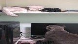 猫咪版的“你瞅啥”，只是看一眼就能打起来
