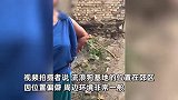 数百只流浪狗被邻居私自放走，大狗咬死小狗冲上街，邻居：你对狗比人好