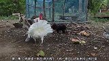 火鸡一家三口只一起对付公鸡，公鸡都没有怕过，干就是了