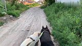 带生了小奶狗的拉布出来玩，看完自己也想无忧无虑的玩一天，羡慕