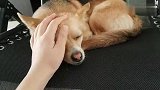 狗狗睡得正香被吓醒，一脸懵逼却疯狂作揖撒娇卖萌，超级可爱！