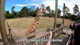 游客坐在车里喂食长颈鹿，让人意外的事发生了，镜头拍下全过程