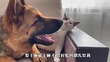 主人把德牧猫咪关在家里，这俩家伙会干啥？主人肠子要悔青了