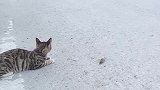 猫：你别怕我不会吃了你！