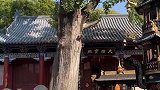 青檀寺，好大一棵树。