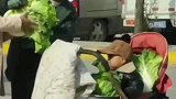 这大概就是娃娃菜吧
