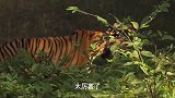 这老虎的狩猎的技术你觉得怎么样呢？