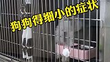 狗狗细小的特征，宠物狗
